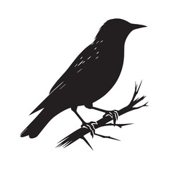 Fototapeta premium Bold Starling Silhouette – Starling Vector Design for Contemporary Creative Use – Black Vector of Starling