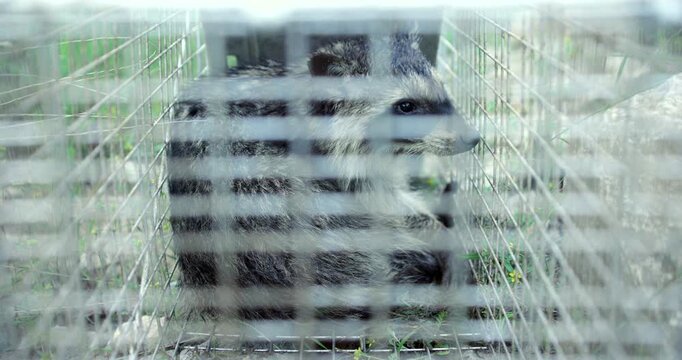 Racoon In Live Trap Closeup