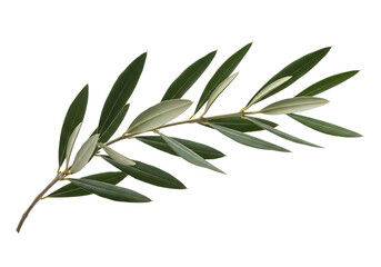 Olive branch with green leaves isolated on transparent background