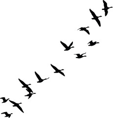 Silhouette flock of birds flying in v formation