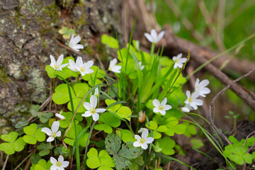 close up of a white flower (OXALIS ACETOSELLA). Small white flowers in the forest in spring.