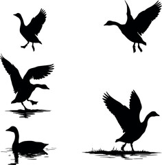 Canadian geese silhouettes flying landing swimming