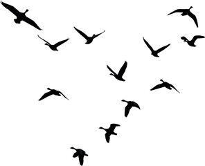 V formation flock of birds flying silhouette
