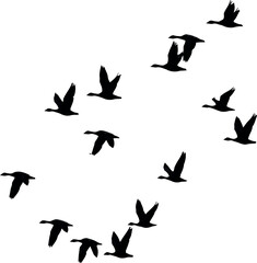 Flock of geese flying in v formation silhouette