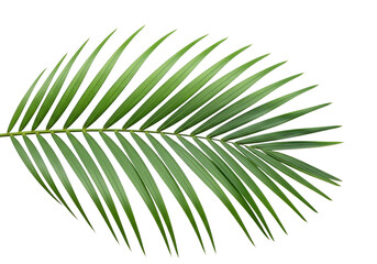 Obraz premium Green palm leaf isolated on transparent background