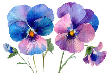 Watercolor pansies in vibrant blues and pinks