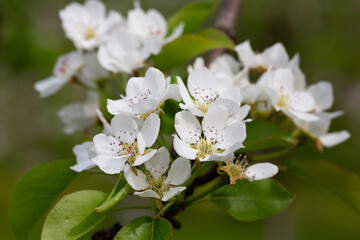 Beautiful pear tree flowers in spring. White bloom of a pear tree. Close up