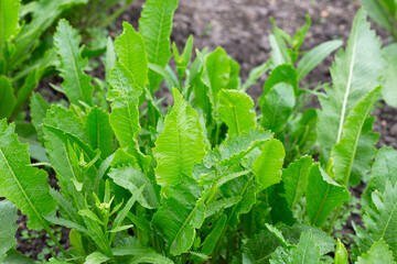 Horseradish with green leaves grows in open organic soil
