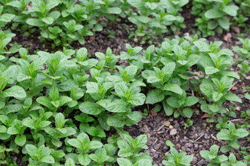 Spices and Herbs, Lovage plant (Levisticum officinale) growing in the garden