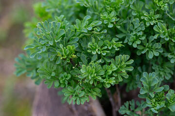 A beautiful graveolens route in the backyard.