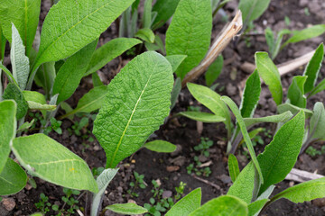 Inula helenium, Elecampane, Compositae. Wild plant shot in summer