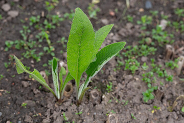 Inula helenium, Elecampane, Compositae. Wild plant shot in summer
