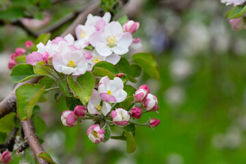 Blooming apple blossom. Garden apple tree