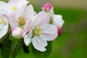 Blooming apple blossom. Garden apple tree