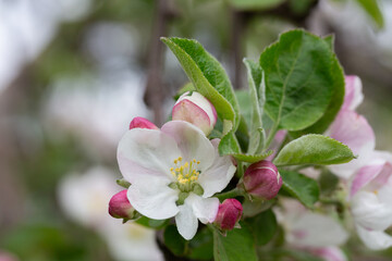 Blooming apple blossom. Garden apple tree