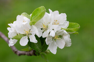 White plum flowers on a branch in the garden, Macro, spring background