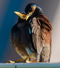 Myna Birds perched in Kona, Hawaii