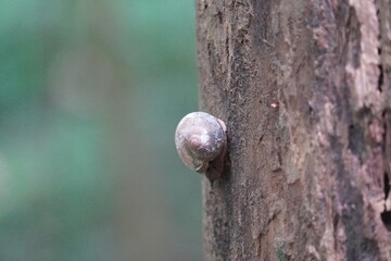 land snail or bush snail on the tree trunk