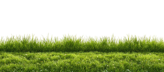 Lush green grass field (5)