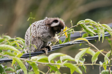 Common marmoset standing in cable, eating banana