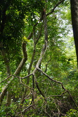 Tree that has been broken, likely by a heavy storm within a forest setting.