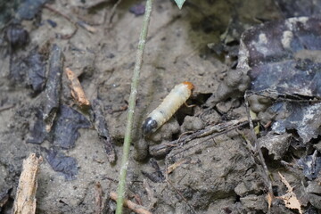  The larval stage of a scarab beetle or chafer crawling on the ground