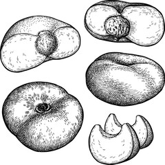 Donut peach ink sketch set