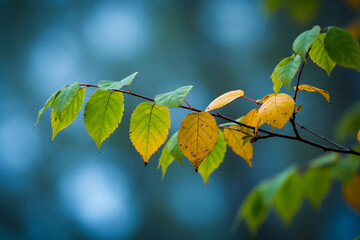 Obraz premium Autumn leaves changing color on a tree branch with blurred background