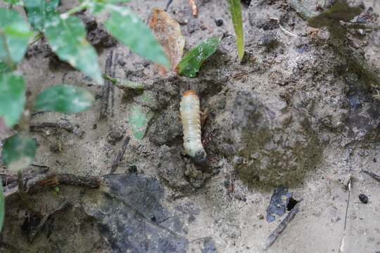larva also known white grub which is the larval stage of a cockchafer beetle found on the soil