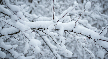 Close up shot of branches covered in fresh snow creating a winter wonderland scene outdoors