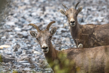 Bighorn sheep at Abraham lake, Alberta, Canada