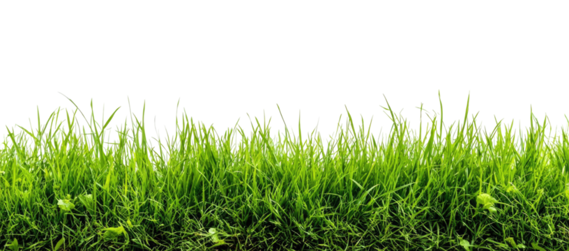 Lush green grass field (8)