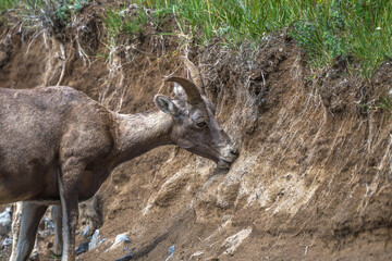 Bighorn sheep licking dirt 