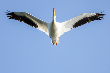 American White Pelican is flying in the sky