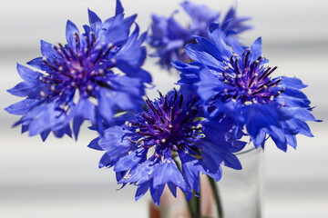 Pretty blue and purple Cornflowers