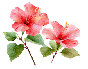 Two vibrant hibiscus flowers in soft pink and red hues, depicted with delicate watercolor-style details on dark background.  The blossoms and foliage display smooth gradations of color.