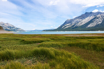 Beautiful view of Abraham lake, wildflower meadow and Mount Michener