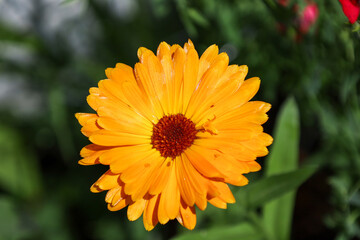 Beautiful bright orange pot Marigold