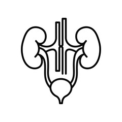 Illustration of the human urinary system featuring kidneys ureters and bladder for medical or educational purposes