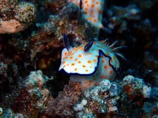 Hübsche Sternschnecke