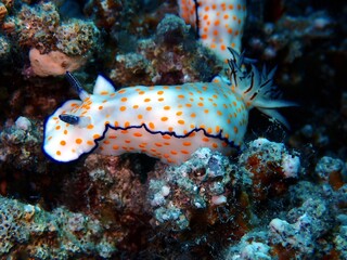 Hübsche Sternschnecke