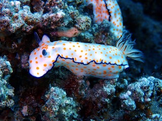 Hübsche Sternschnecke