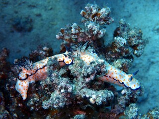 Hübsche Sternschnecke