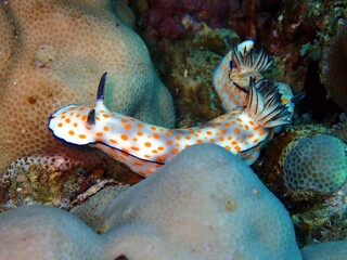 Hübsche Sternschnecke