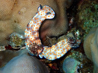 Hübsche Sternschnecke