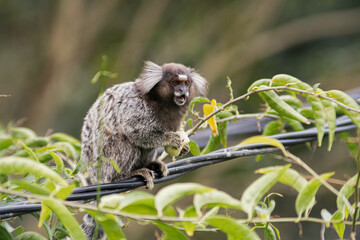 Common marmoset standing in cable, eating banana