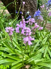 Fototapeta premium lilac flowers in the garden