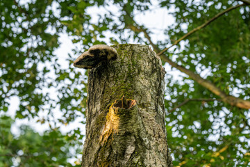 Fungus growing on the side of a birch trunk remnant. 
