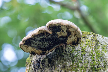 Fungus growing on the side of a birch trunk remnant. 
