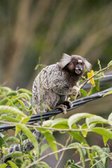 Common marmoset standing in cable, eating banana